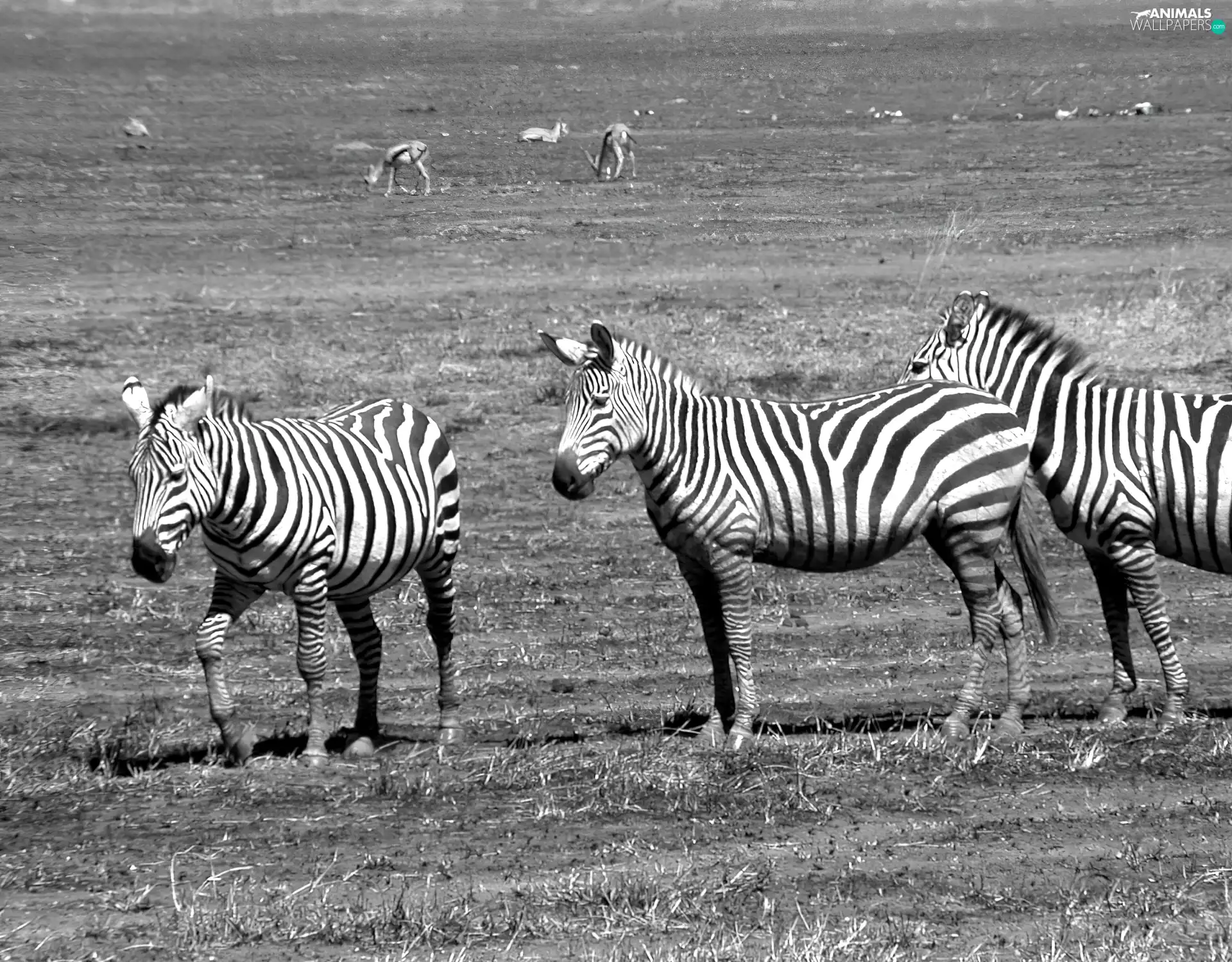 zebra, savanna, Three