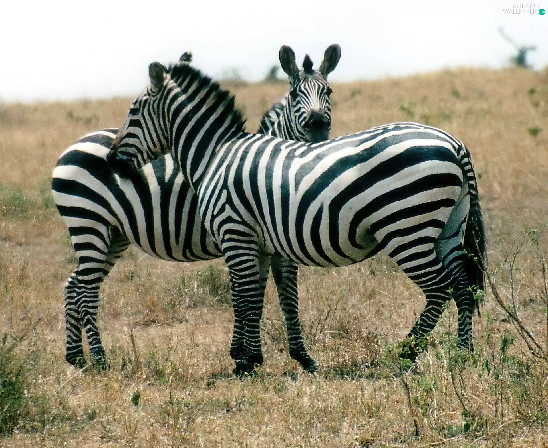 Two, savanna, grass, zebra