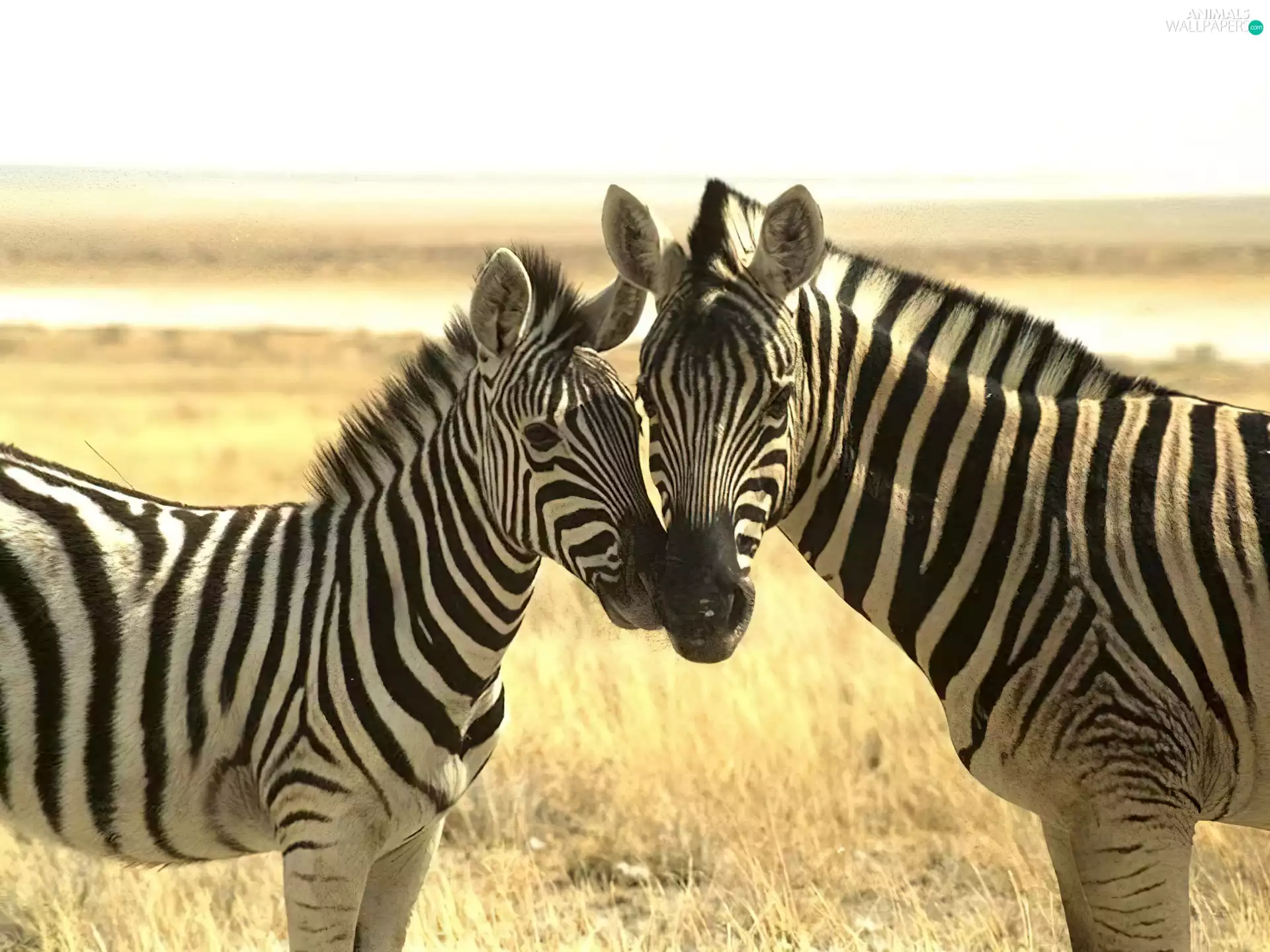 zebra, grass, Two