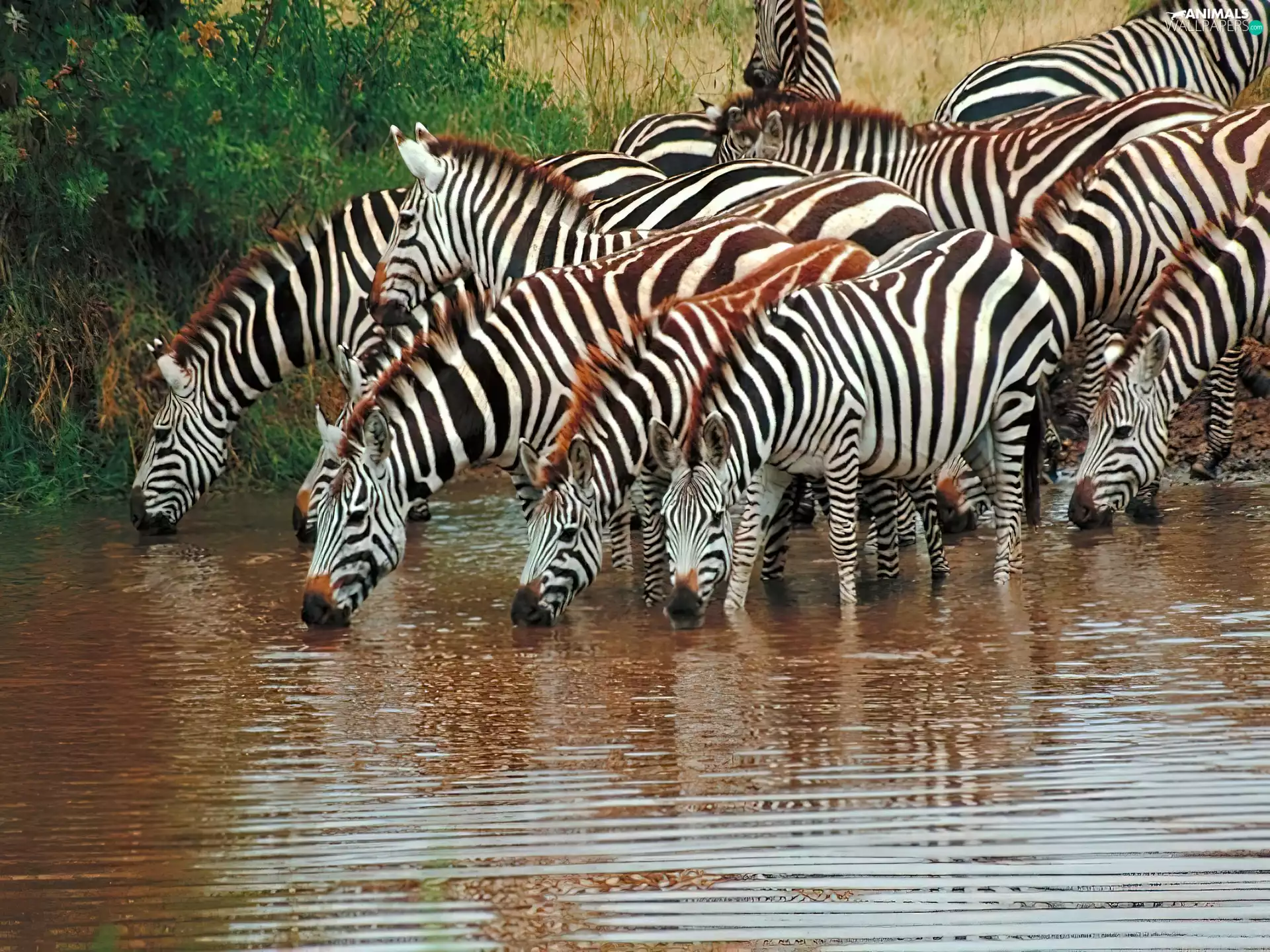 watering place, herd, zebra