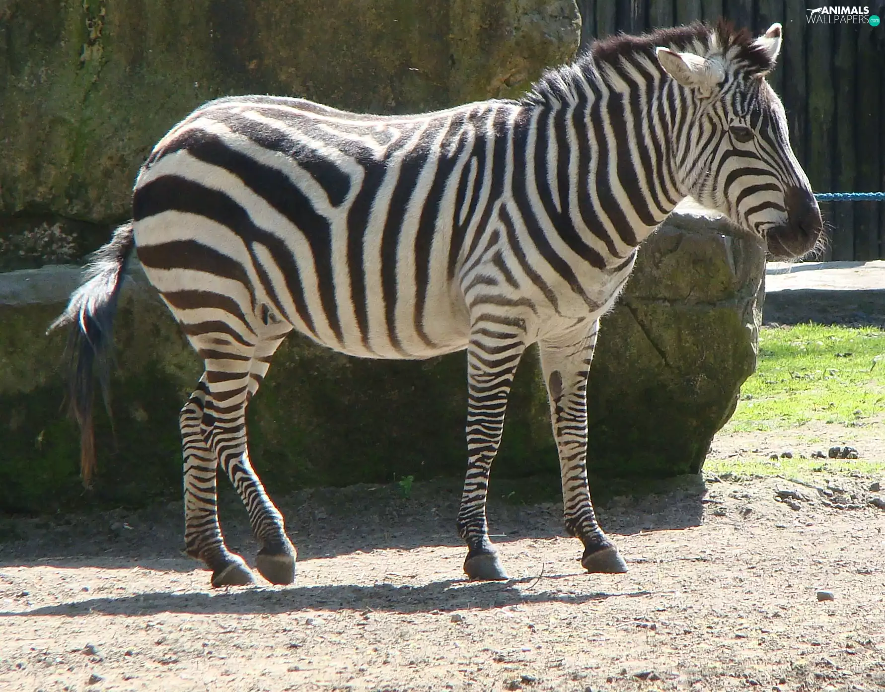 Zebra, zoo