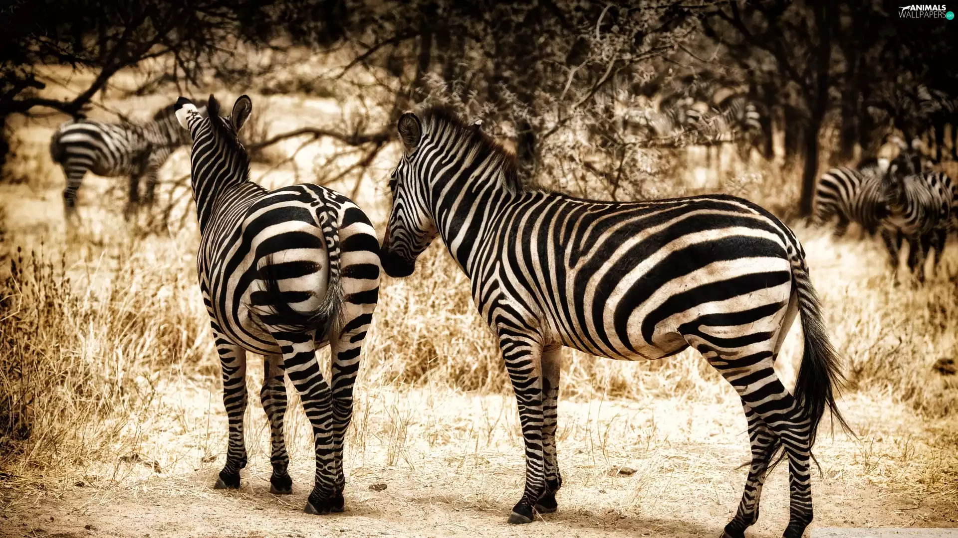 zebra