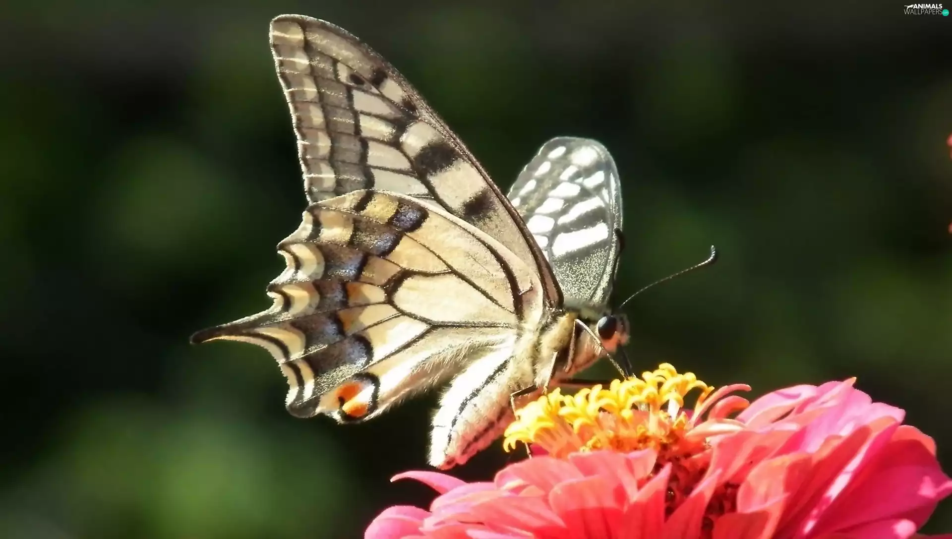 butterfly, Colourfull Flowers, zinnia, Swallowtail Butterfly