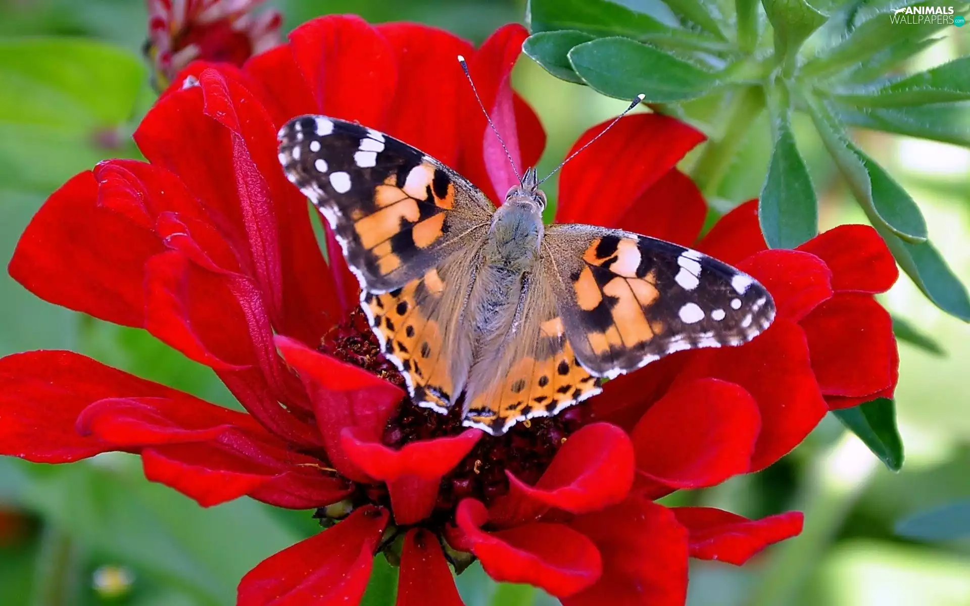 Cardui, butterfly, Colourfull Flowers, undine, color, Red, zinnia