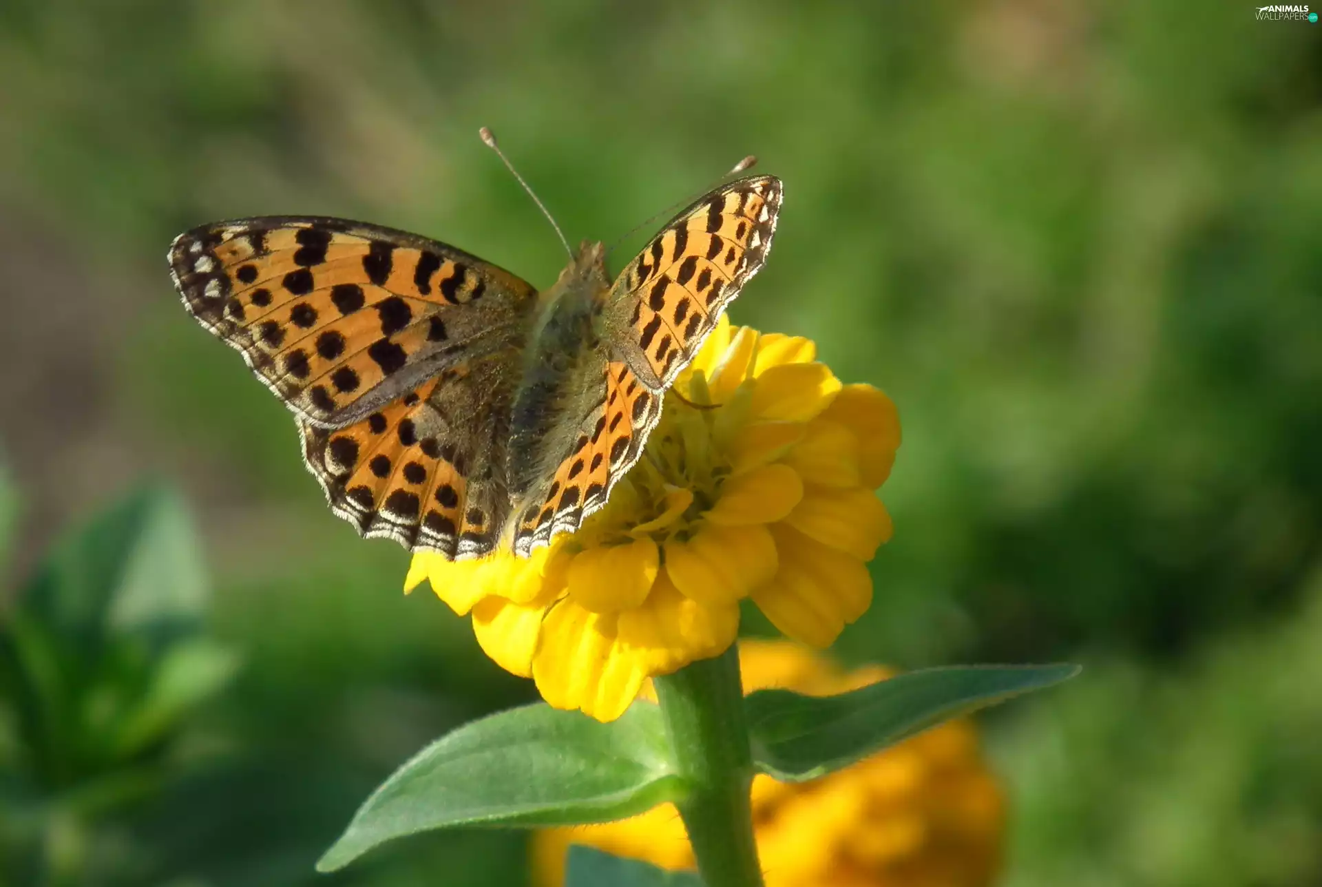 butterfly, Colourfull Flowers, zinnia, Silver-washed Fritillary