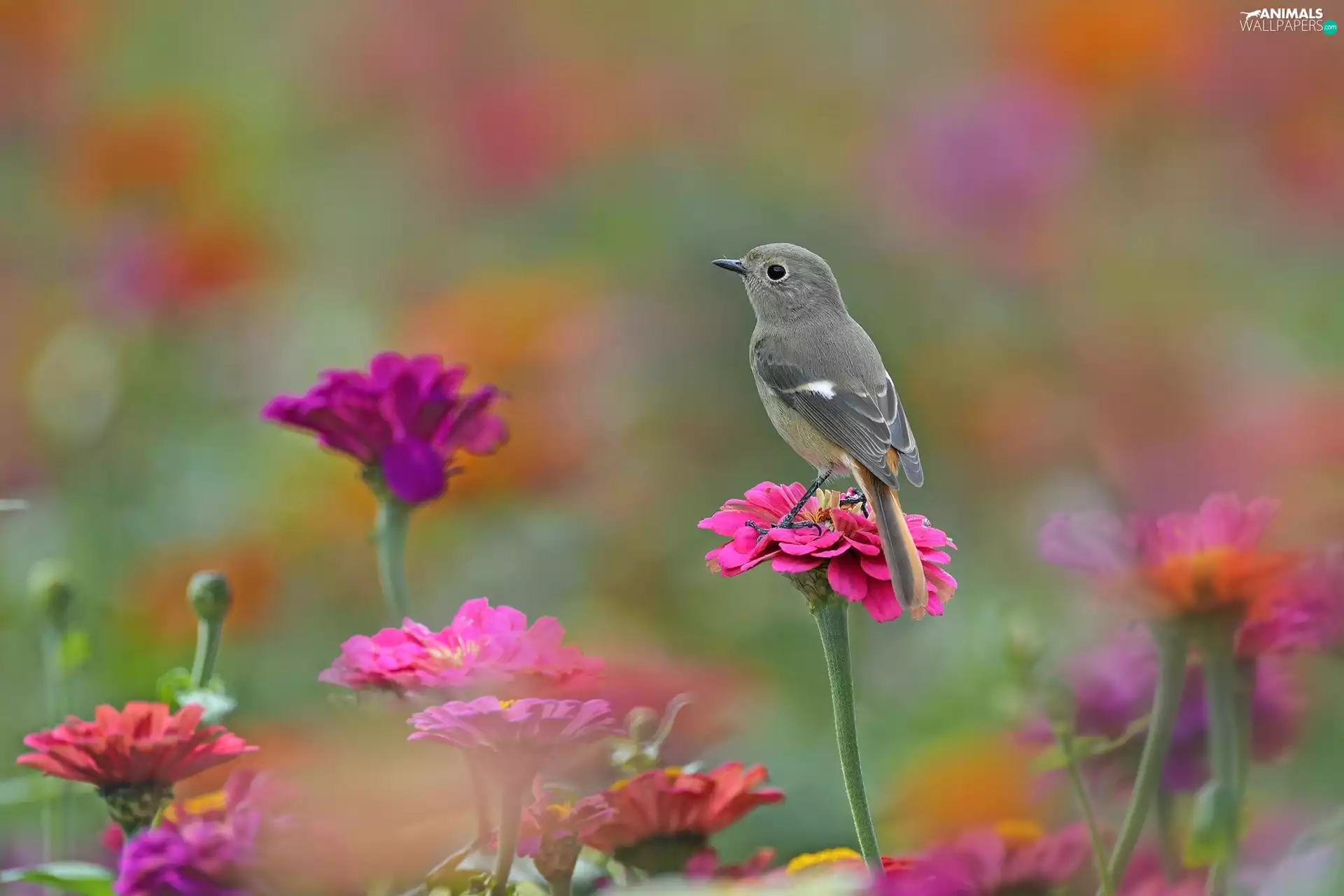 Zinnias, Bird, Flowers