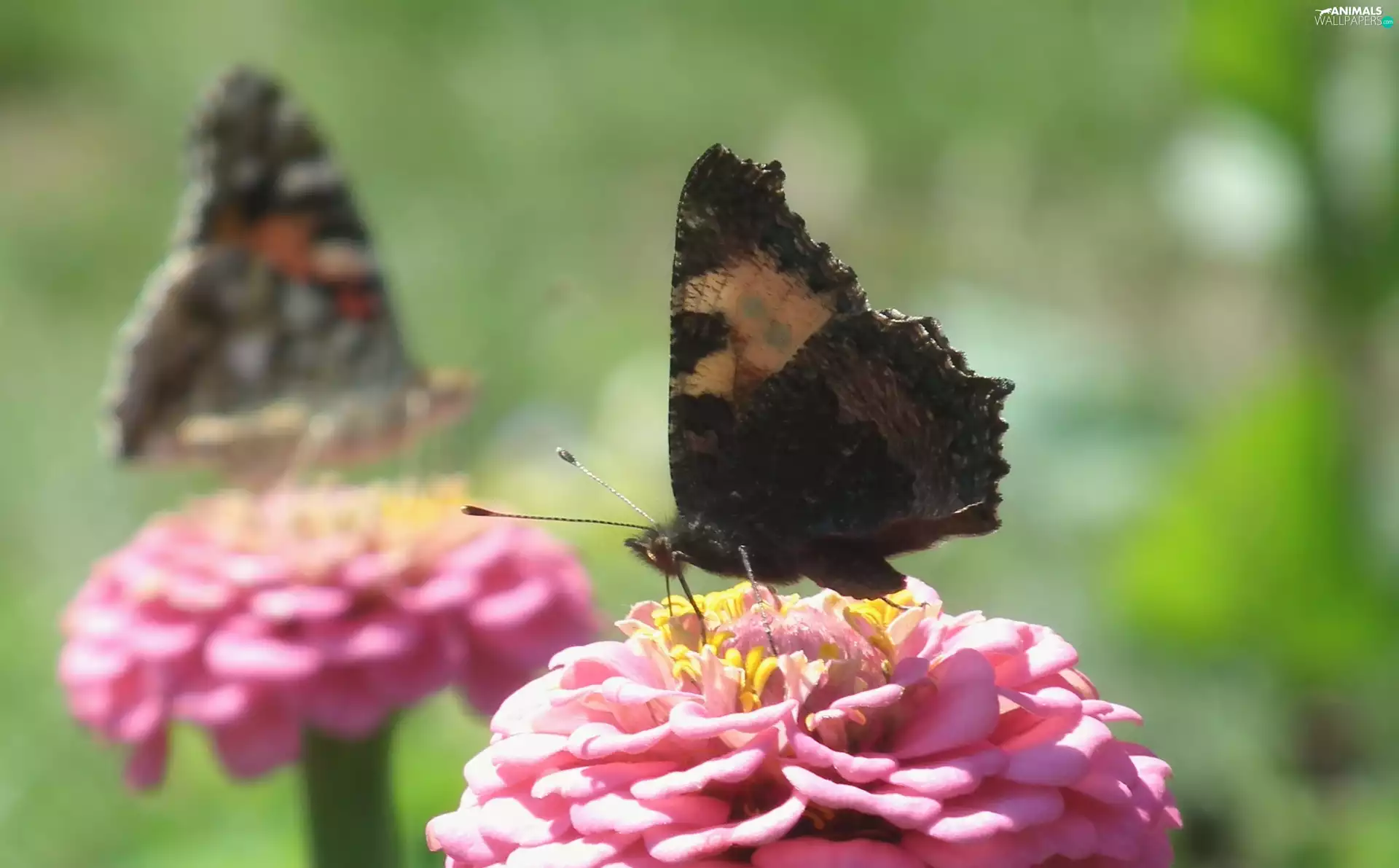 Zinnias, butterflies, Flowers