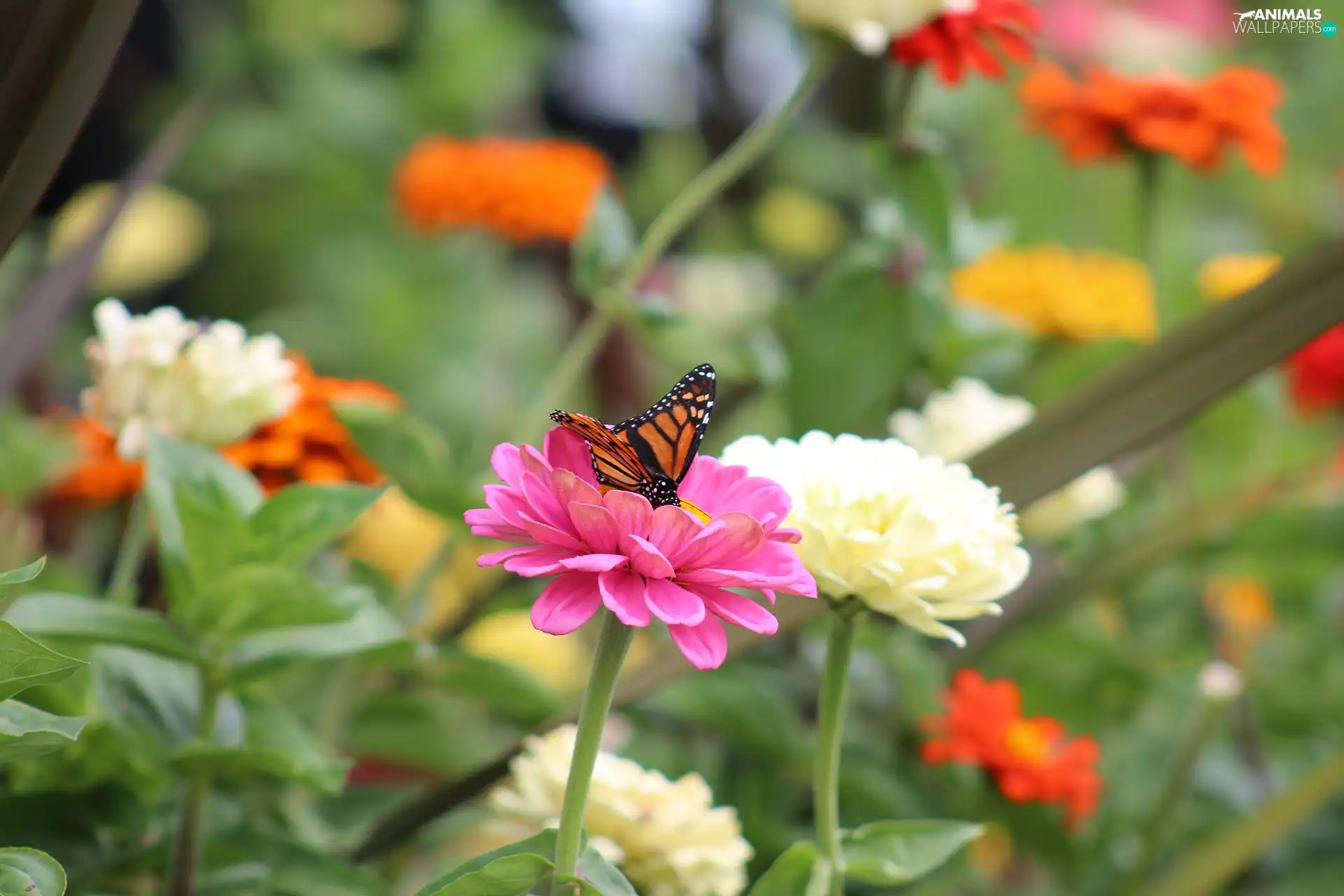 monarch, Monarch Butterfly, Zinnias, butterfly, Flowers