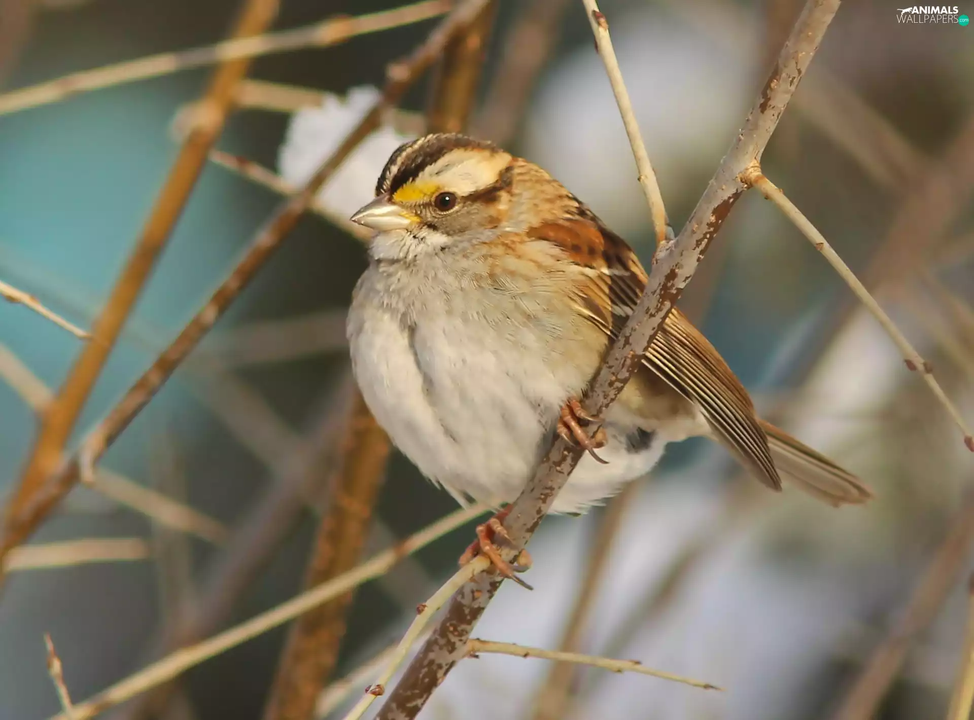 Zonotrichia, Restless Flycatcher