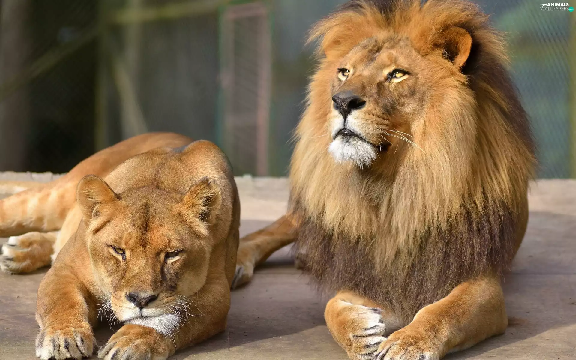 wild, Lioness, animals, zoo, cats, Lion