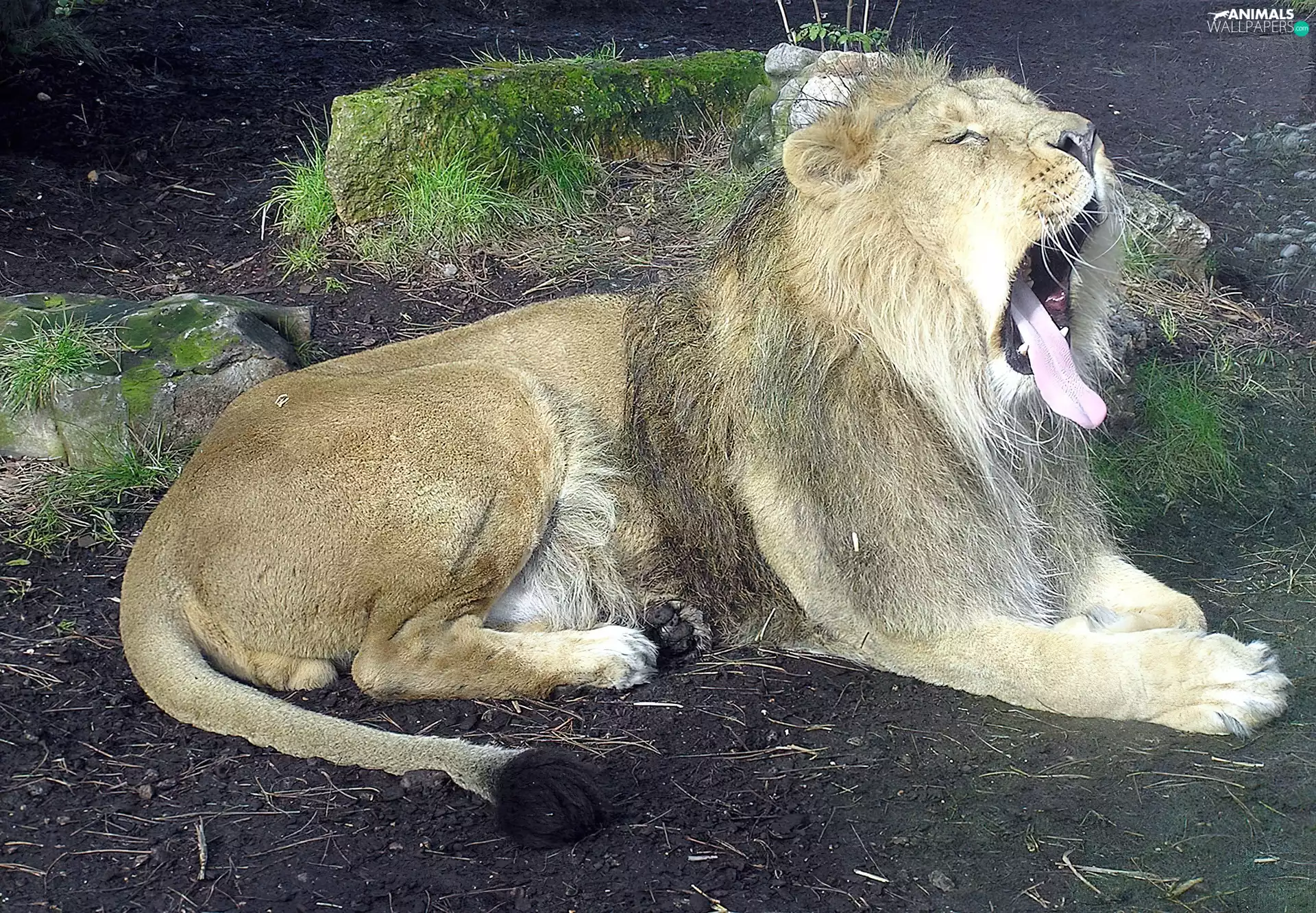 zoo, yawning, Lion