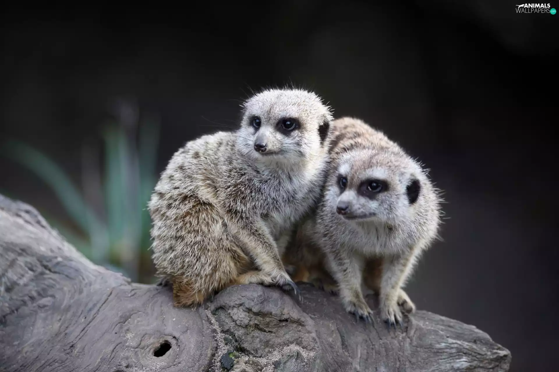 zoo, Two, Meerkats