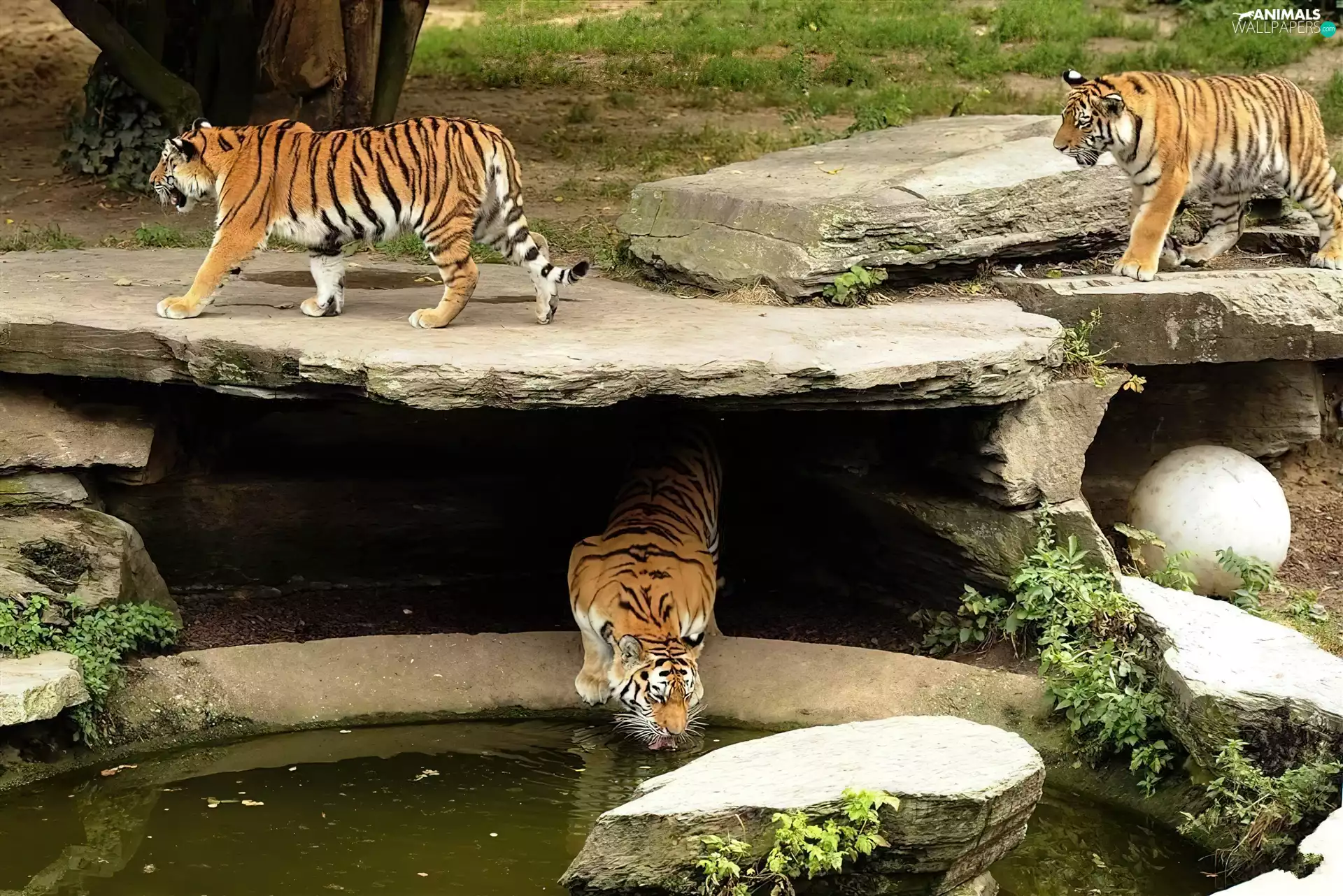 watering place, tigress, zoo