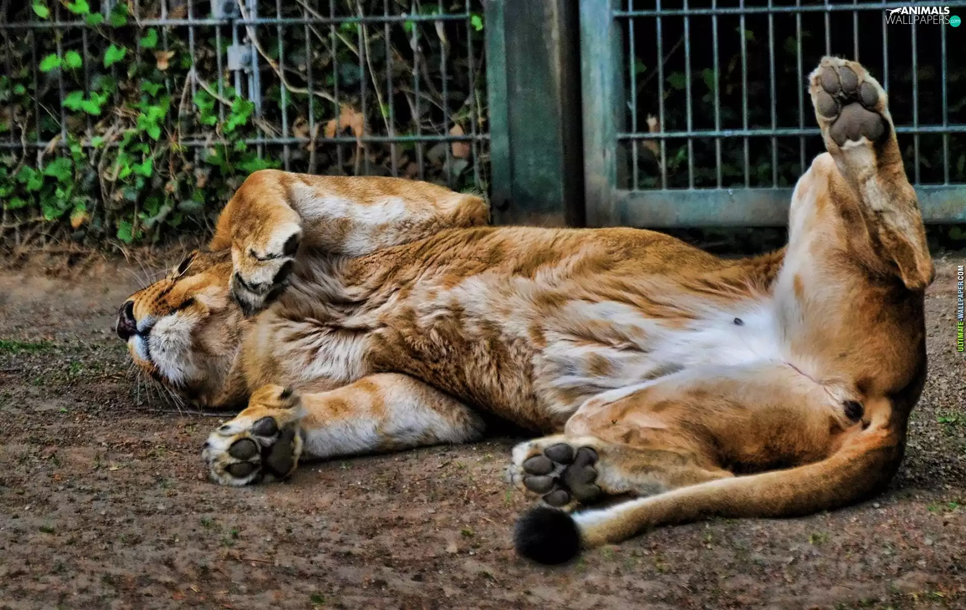 zoological, Lion, Garden