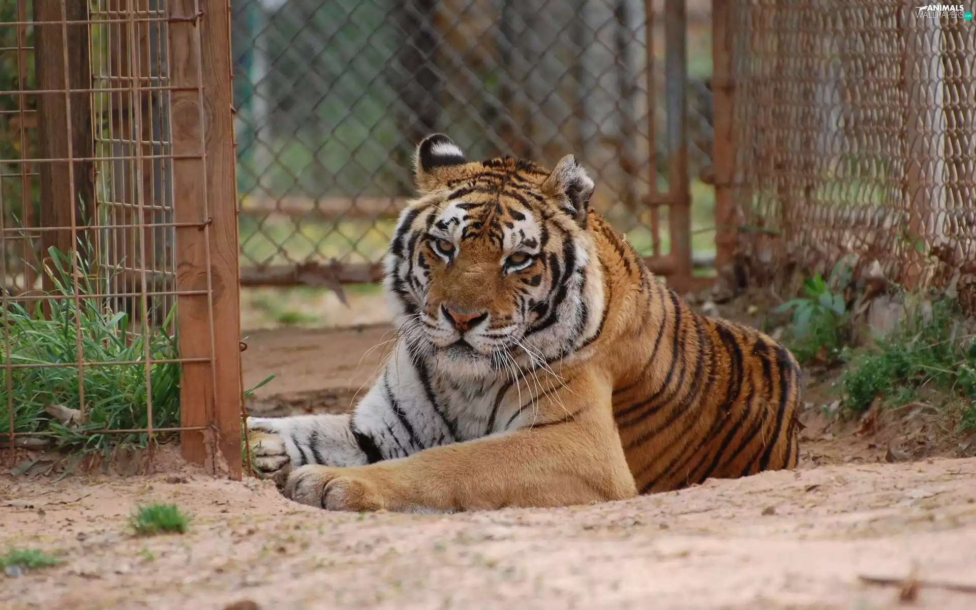 zoological, tiger, Garden