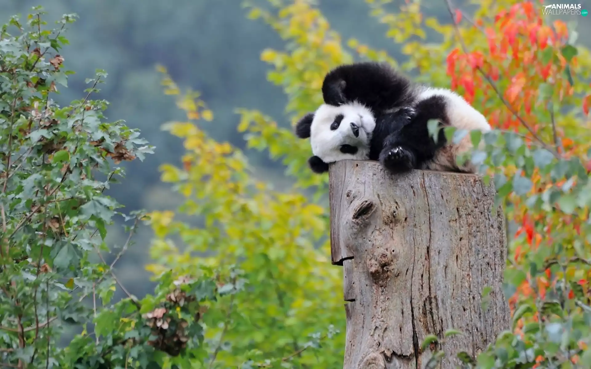 zpabda, trunk, forest, trees, resting, little bear, small, viewes