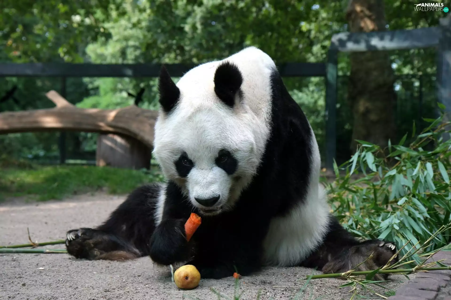 hungry, zpabda, carrot, teddy bear
