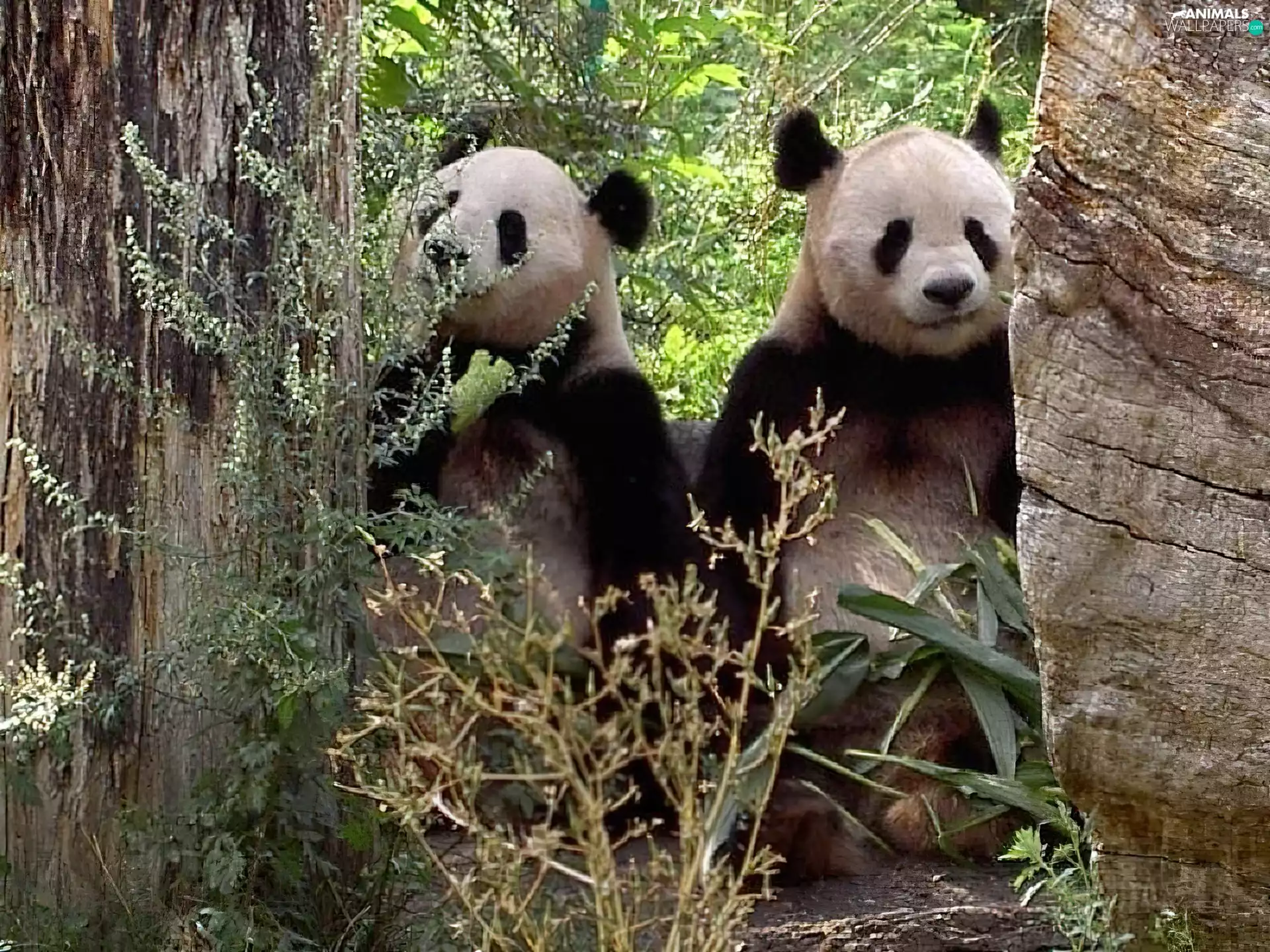 trees, viewes, bear, zpabda, Two cars
