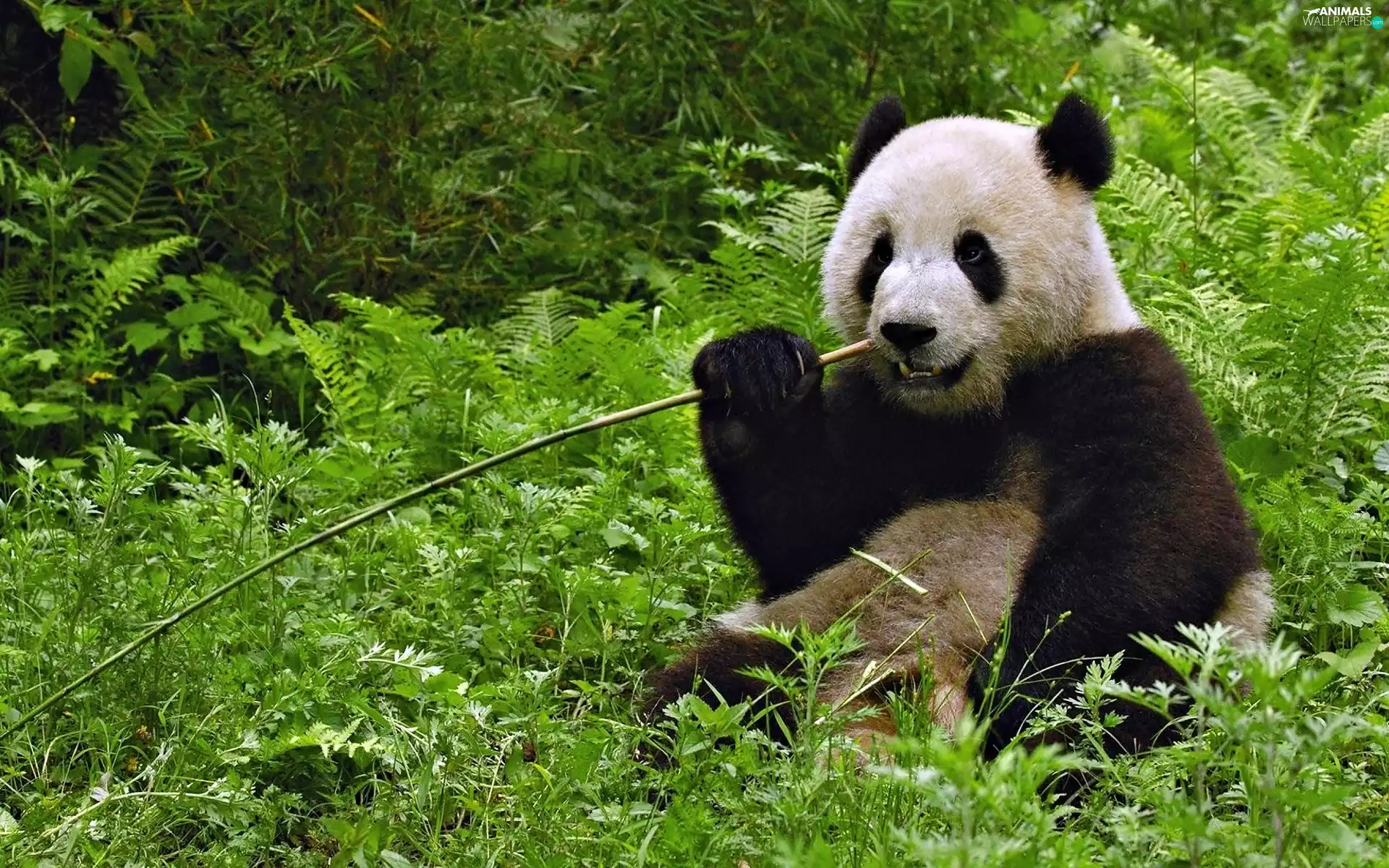 grass, teddy bear, zpabda