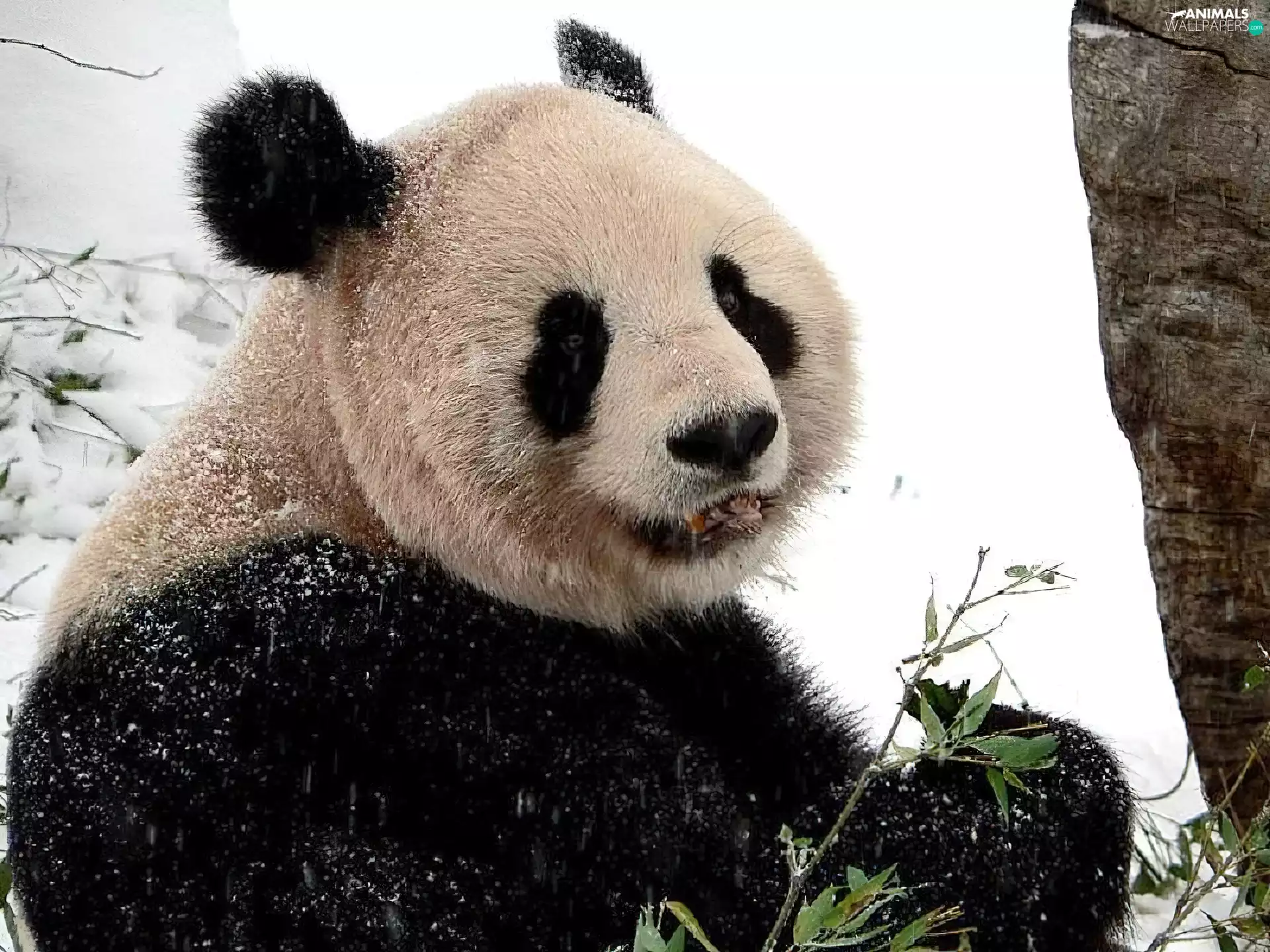 zpabda, black, White