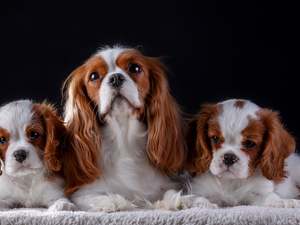 coverlet, Dark Background, puppies, bitch, Cavalier King Charles spaniel