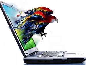4d, parrot, PC