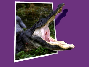 4d, Crocodile, picture