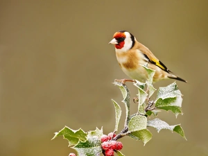 The herb, goldfinch, A snow-covered