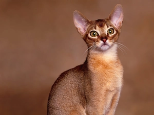 Abyssinian Cat