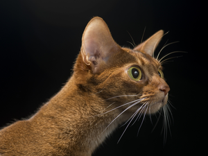 Abyssinian Cat, moustache
