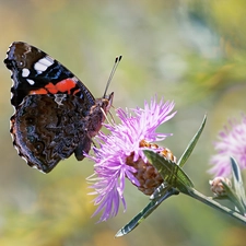 fuzzy, background, Mermaid Admiral, Flowers, butterfly