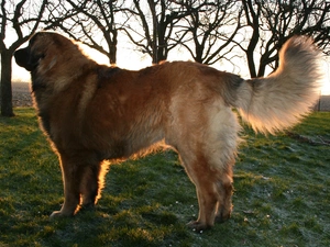 adult, Leonberger