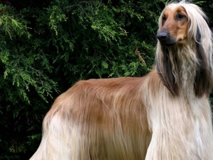 Afghan Hound, green