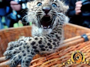 afraid, snow leopard