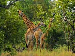 Africa, giraffe, forest