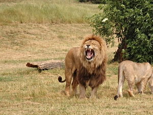 Lion, savanna, Africa, Lioness