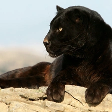 Africa, black, Panther