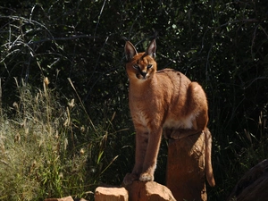 Africa, Caracal, Rocks