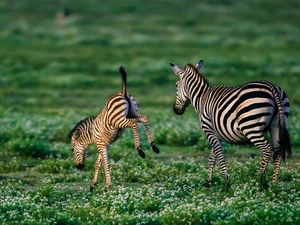 Africa, zebra, savanna
