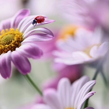 ladybird, blur, Flowers, African Daisies, Pink