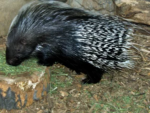 african, Black, porcupine