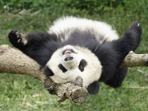 aging, zpabda, trees