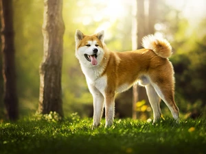 Akita Inu, forest