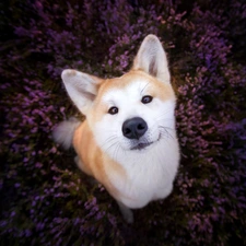 Akita Inu, heather