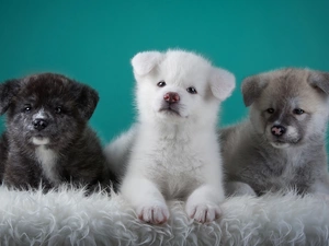 Akita, Dogs, puppies