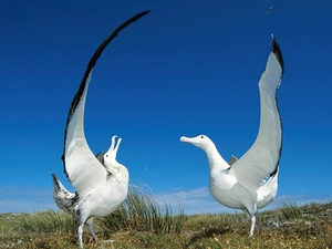 albatrosses