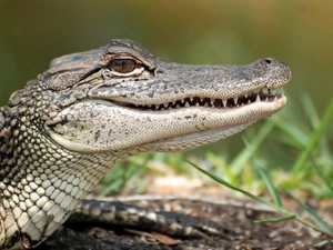 Alligator