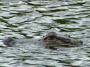 Alligator