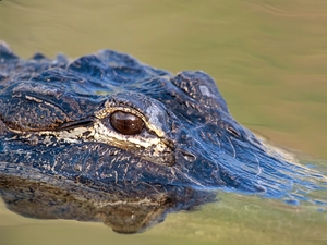 Alligator