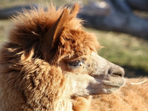 Alpaca, Head